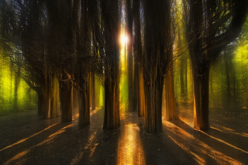 Enchanted Forest from Chris Kaddas
