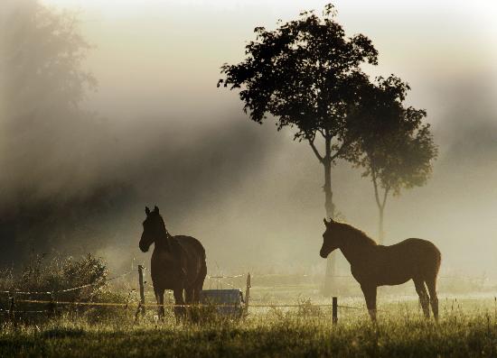 Pferde im Morgennebel from Christian Hager