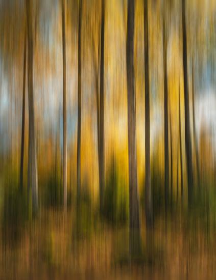 Autumn forest shaky