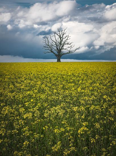 Oaktree on canolafield