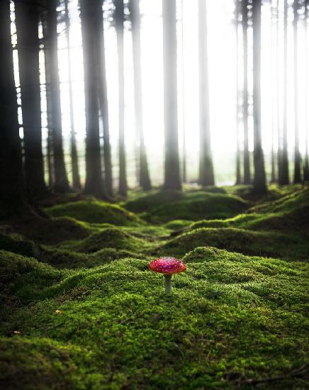 Red mushroom in the green forest