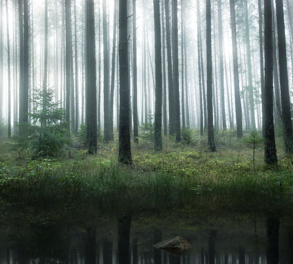Lake in forest from Christian Lindsten