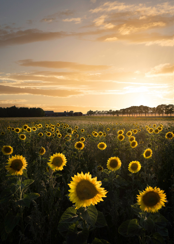 Sunflowerfield in Sweden from Christian Lindsten
