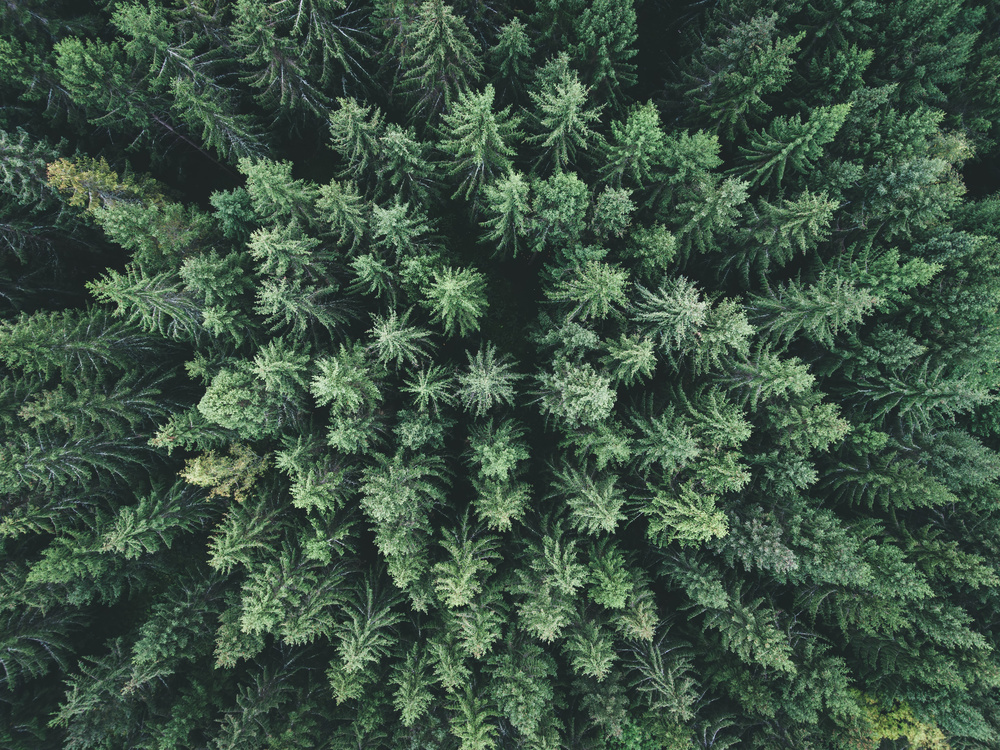 Moody forest from above from Christian Lindsten