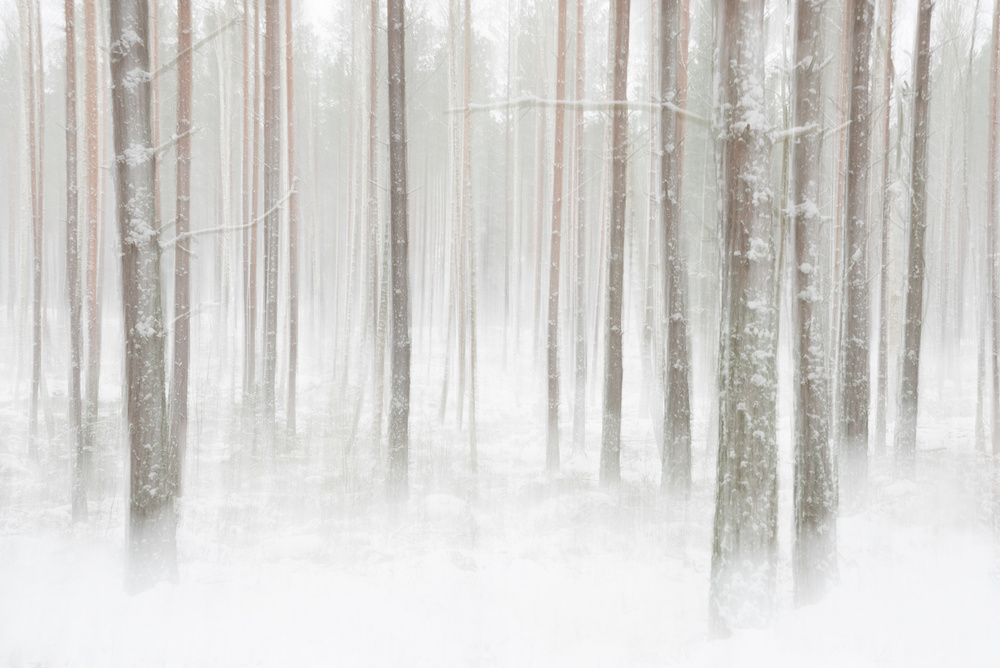 Winterforest in Sweden from Christian Lindsten