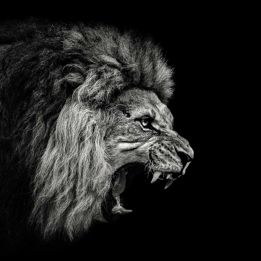 Roaring Lion #2 from Christian Meermann