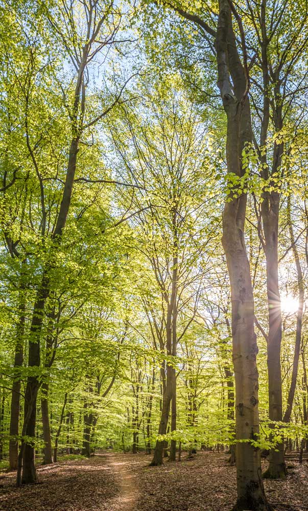 Beech forest in spring near Engenhahn in the Taunus from Christian Müringer
