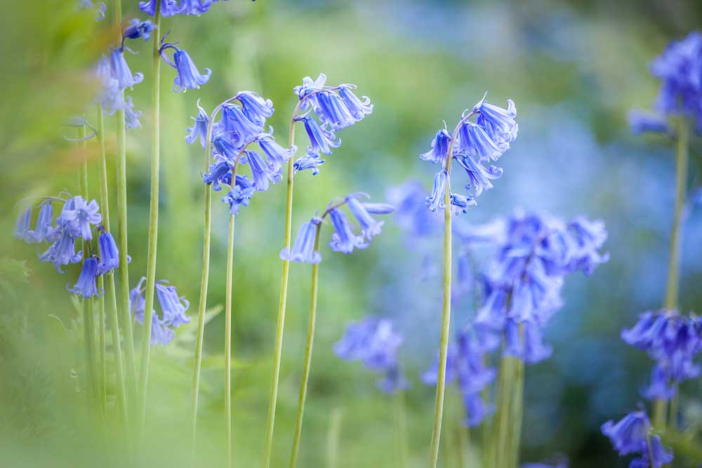 English Bluebells in Woodchester Park, Nympsfield, Gloucestershire from Christian Müringer
