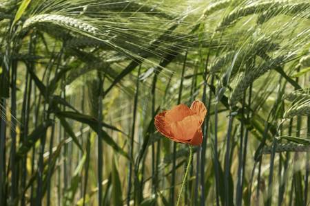 Mohnblume im Feld