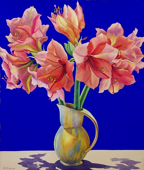 Amaryllis in a jug from Christopher  Ryland