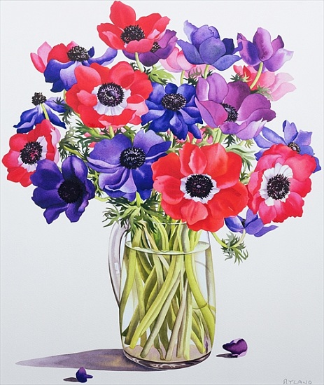 Anemones in a glass jug from Christopher  Ryland