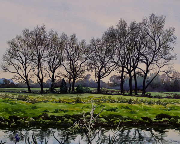 Winter Trees from Christopher  Ryland