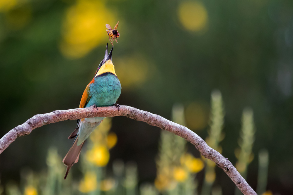 The bee-eater and the bee from Ciro De Simone