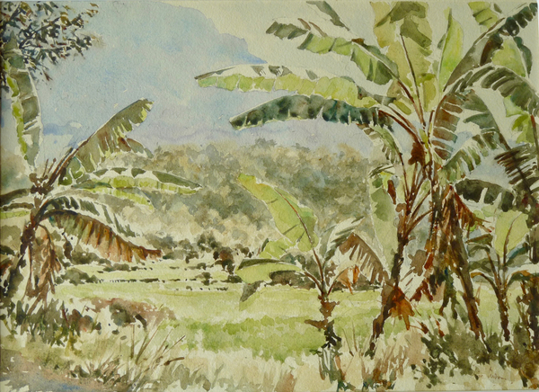 740 Banana trees, Ramboda from Clive Wilson Clive Wilson