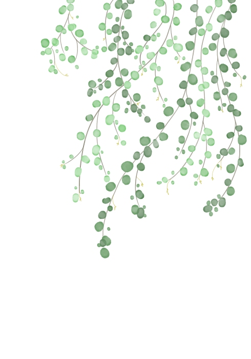 Birch Tree from Graphic Collection