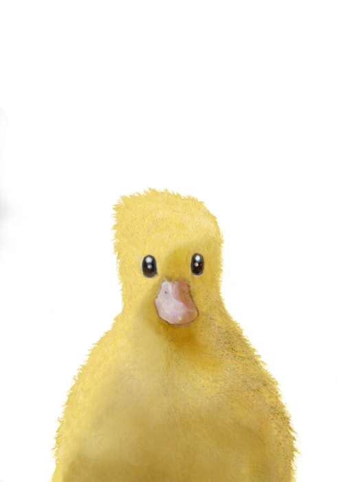Duck from Graphic Collection