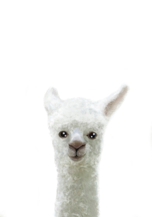 Llama from Graphic Collection