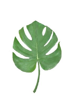 Monstera Leaf Green