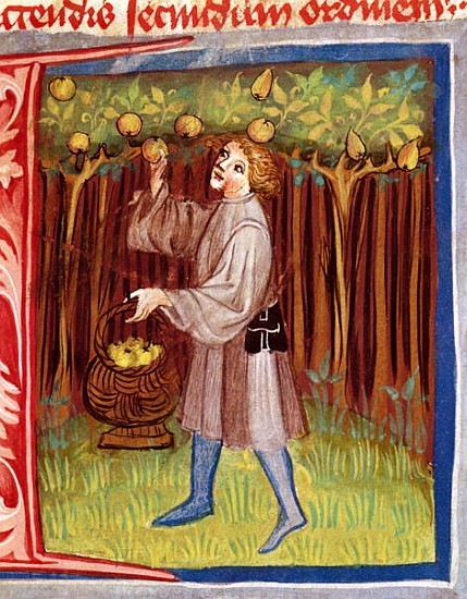 Picking fruit, from ''Opus Ruralium Commodorum'' Pietro Crescenzi (1230-1321) from Czech School