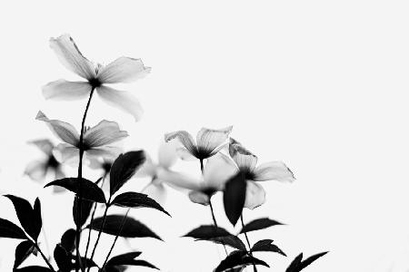 Clematis Blooms - High Key in Black and White