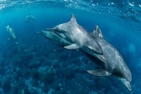 Dolphins living on Mikura Island