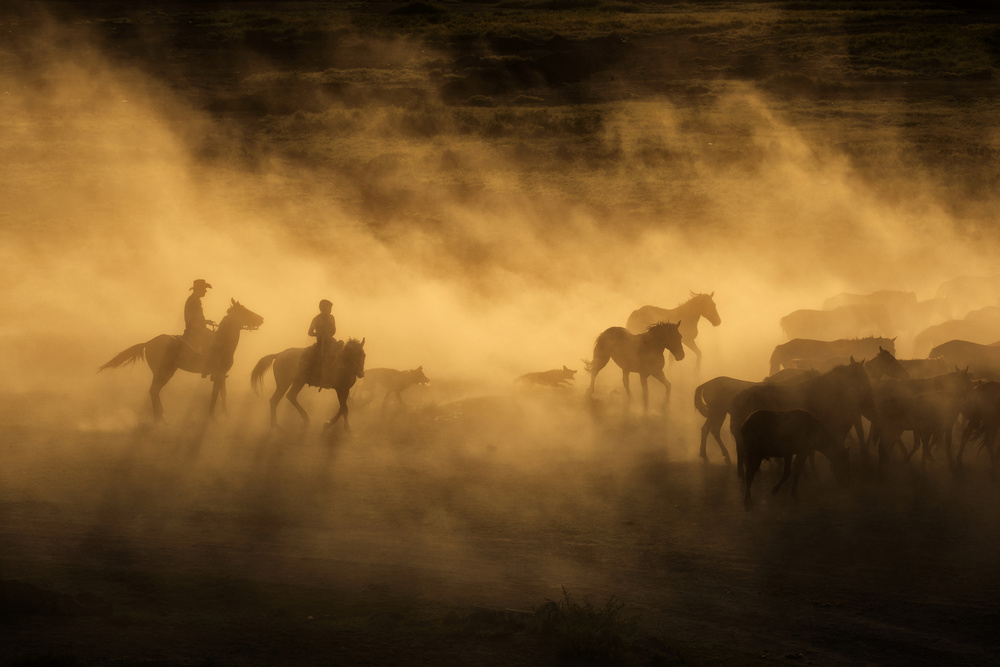 Wild horses of Cappadocia from Dan Mirica