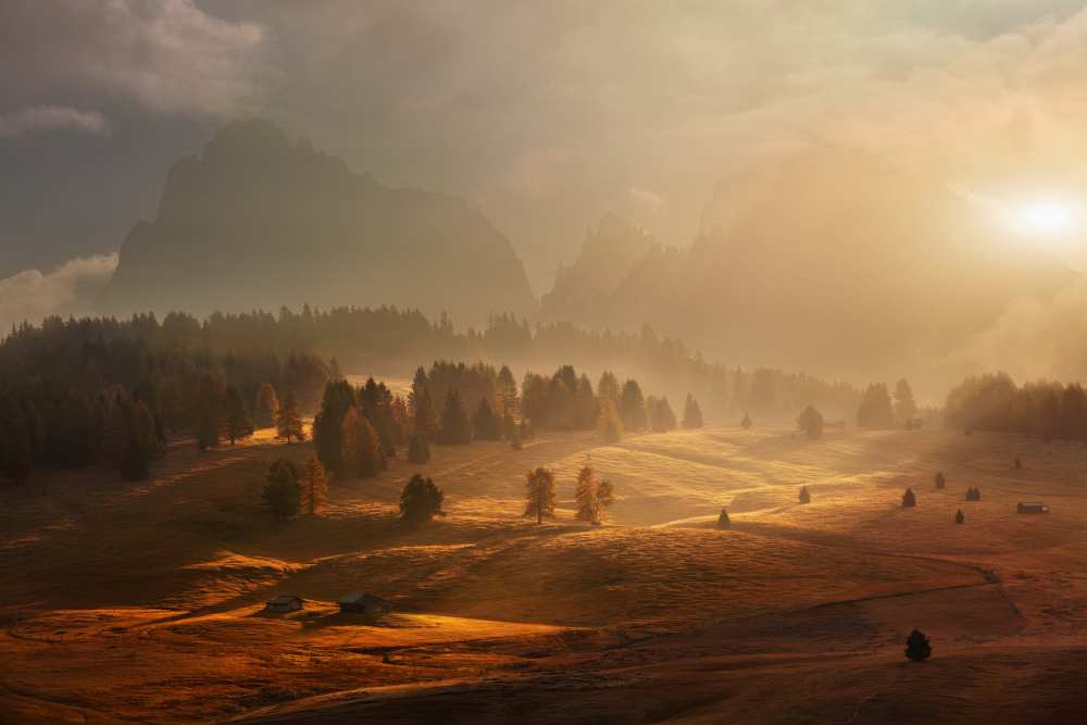 Morning on alpine meadow from Daniel Rericha