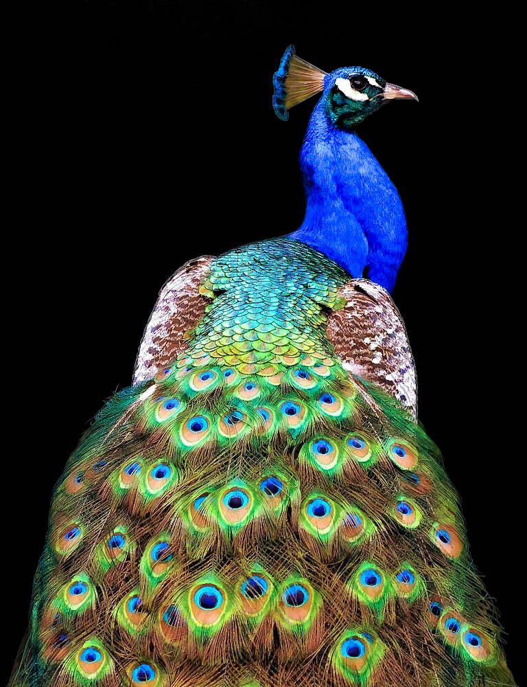 Peacock from Danny Mendoza