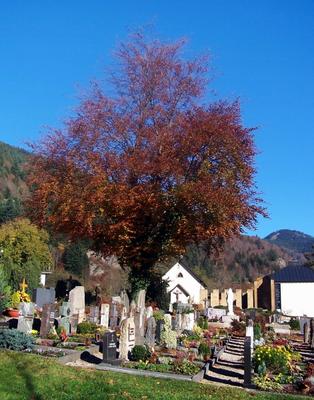 Friedhof from Daum Daniel