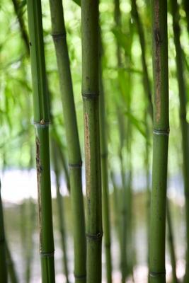 Bamboo Verticals from Dave Frederick