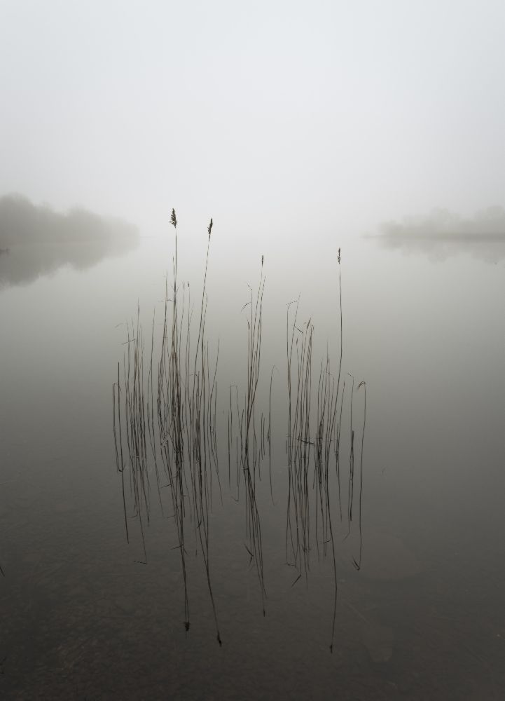 Reeds in the mist from david ahern