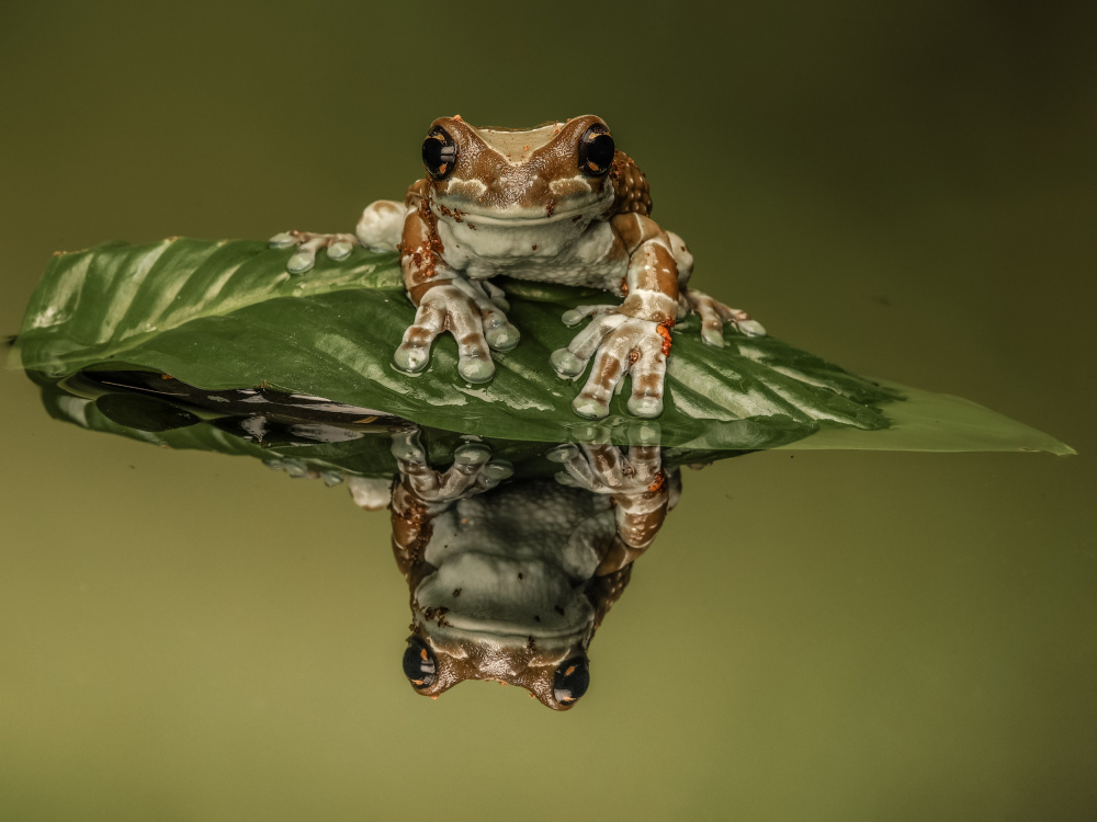 Amazon Milk Frog from David Bennion
