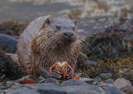 Sea Otter eating crab
