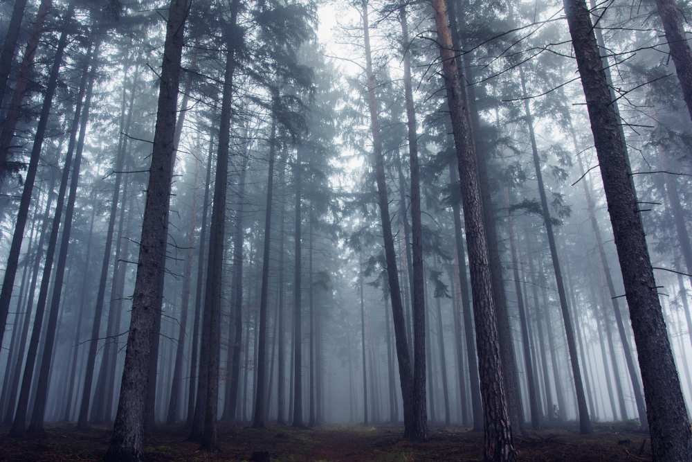 Mysterious foggy forest. from David Charouz