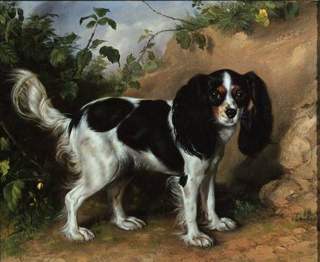 King Charles Spaniel from David Cunliffe
