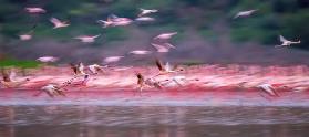 Flamingos in Dawn