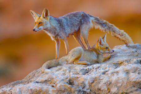 	 Fox family