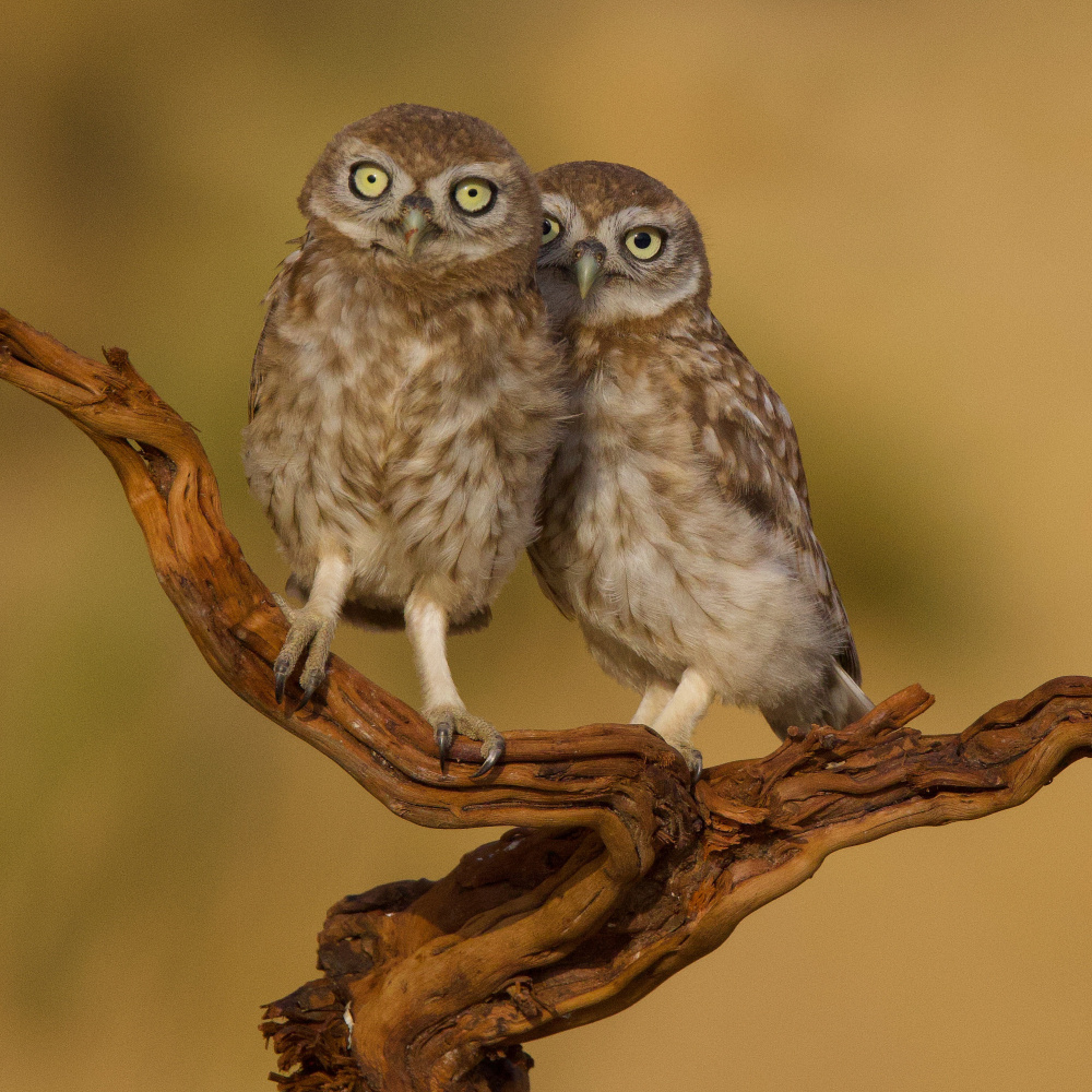 Little owls from David Manusevich