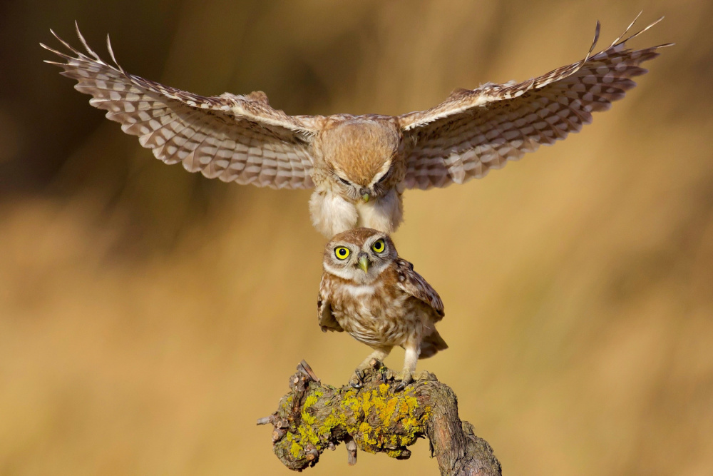 Little owls from David Manusevich