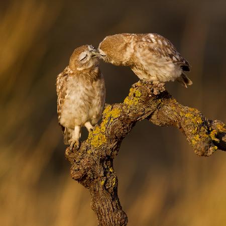 Tender kiss