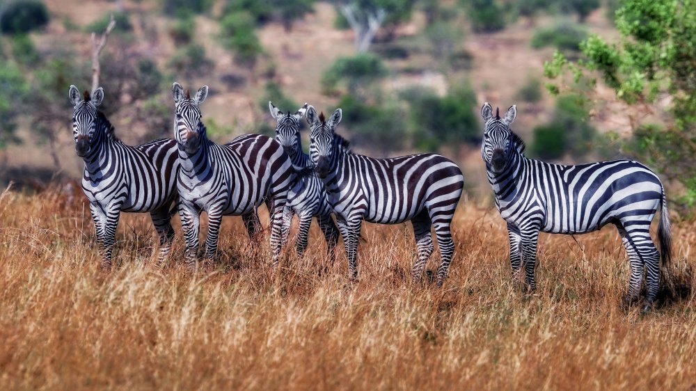 Zebras from David Manusevich