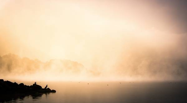 Reiher im Nebel am Cospudener See Leipzig 2.jpg (3939 KB)  from Dennis Wetzel