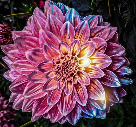 Lila Blüte beleuchtet, mit Photoshop bearbeitet