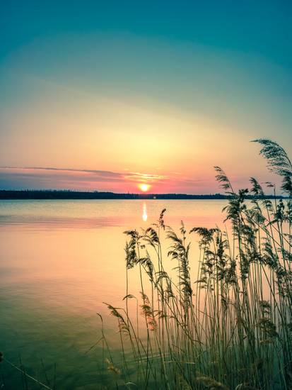Sonnenuntergang mit Schilf am Markkleeberger See