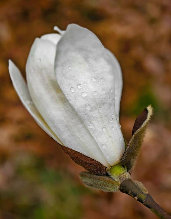 Weiße Magnolien Blüte mit Regentropfen from Dennis Wetzel