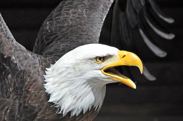 American Eagle from Joachim W. Dettmer
