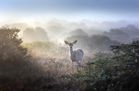 A Popup in Foggy Bush