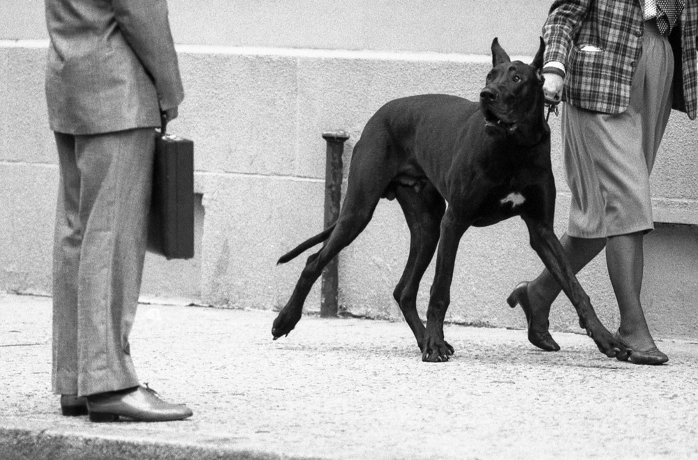Great dane bodyguard (from the series &quot;Boy meets girl&quot;) from Dieter Matthes