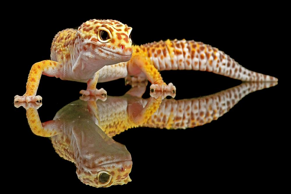 Leopard Gecko from Dikky Oesin
