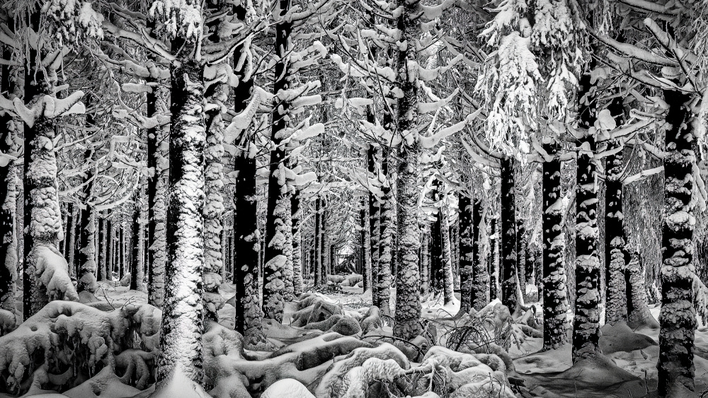 Winter Forest from Dimitar Genchev